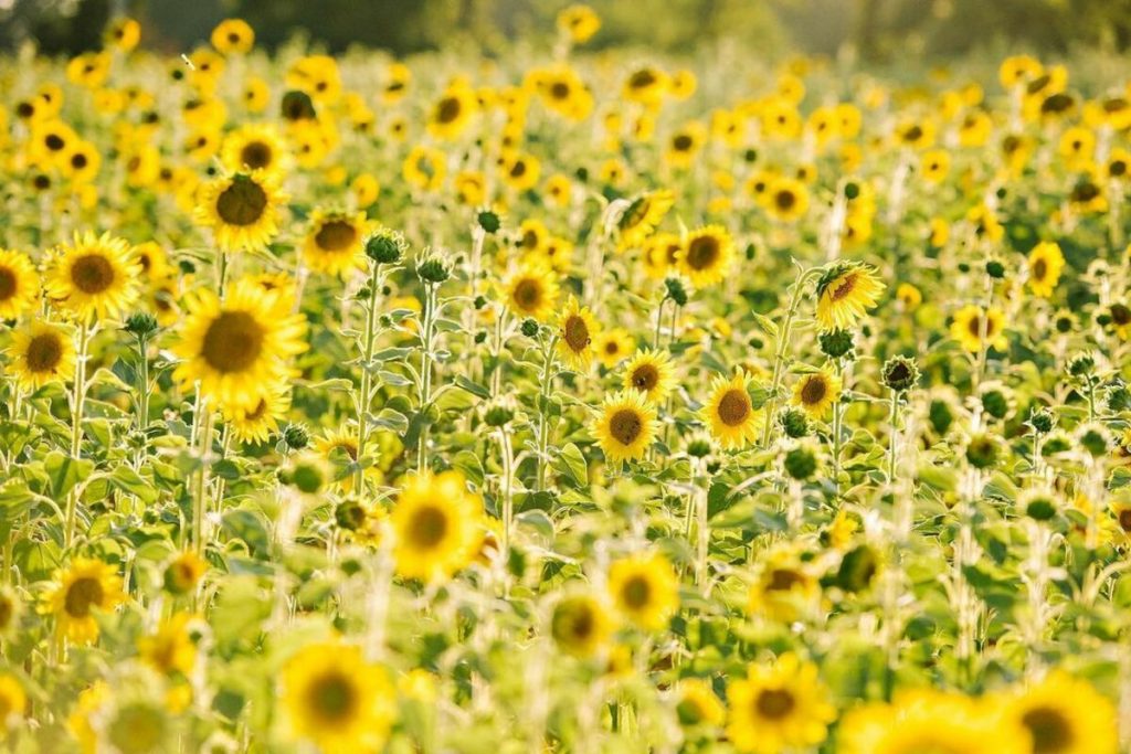 These Stunning Sunflower Fields At Wise Acre Farms Are In Full Bloom This Season