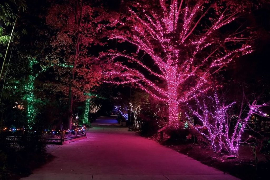 6 Magical Must-See Light Shows To Dazzle You Around Charlotte
