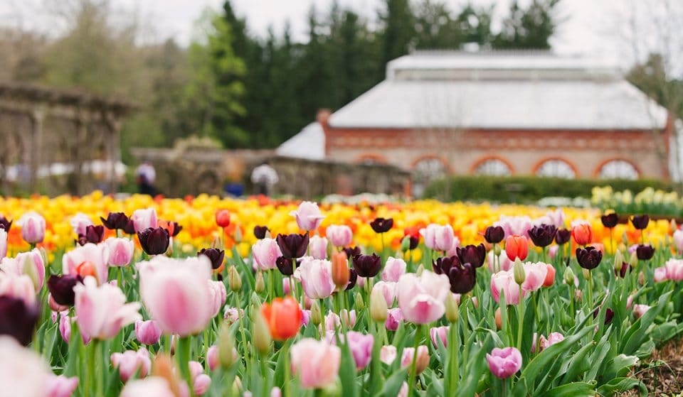 There’s One Month Left To Check Out These Stunning Spring Blooms At Biltmore Estate