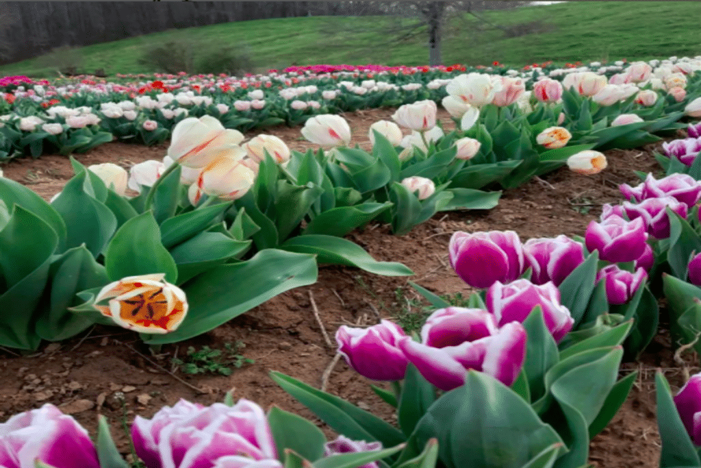 You Can Pick Your Own Tulips At This U-Pick Farm Only 2 And A Half Hours Outside Charlotte
