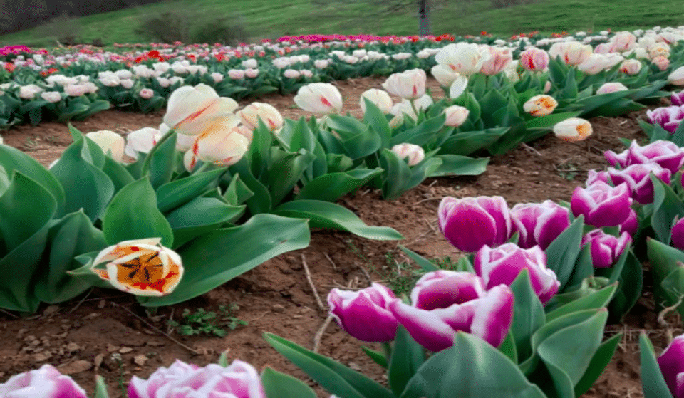 You Can Pick Your Own Tulips At This U-Pick Farm Only 2 And A Half Hours Outside Charlotte